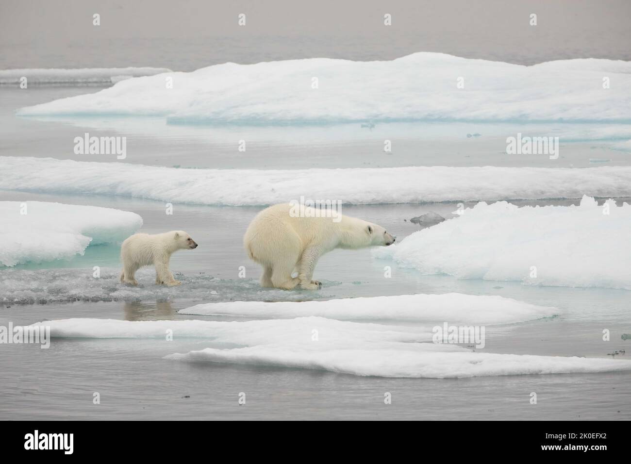 Polar bear adult and cub on sea ice in Beaufort Sea, Nunavut, Canada. Stock Photo
