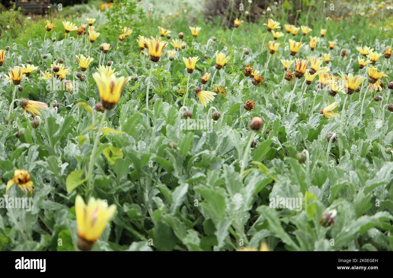 Fields of daisies. Spring blooming in the Kirstenbosch National Botanical Gardens in Cape Town South Africa Stock Photo