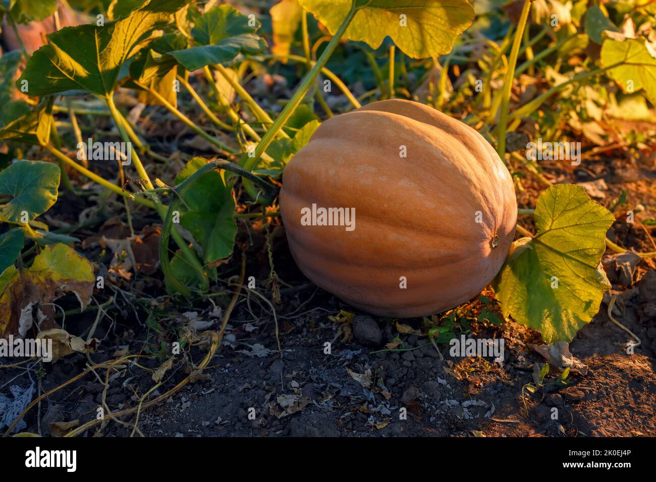 orange pumpkin growing in the garden with sunshine Stock Photo - Alamy