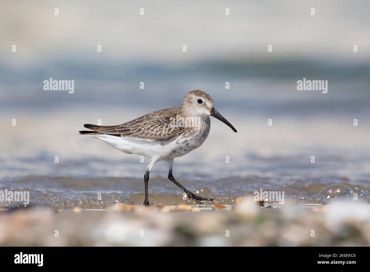 Waders or shorebirds, dunlin on the beach Stock Photo - Alamy