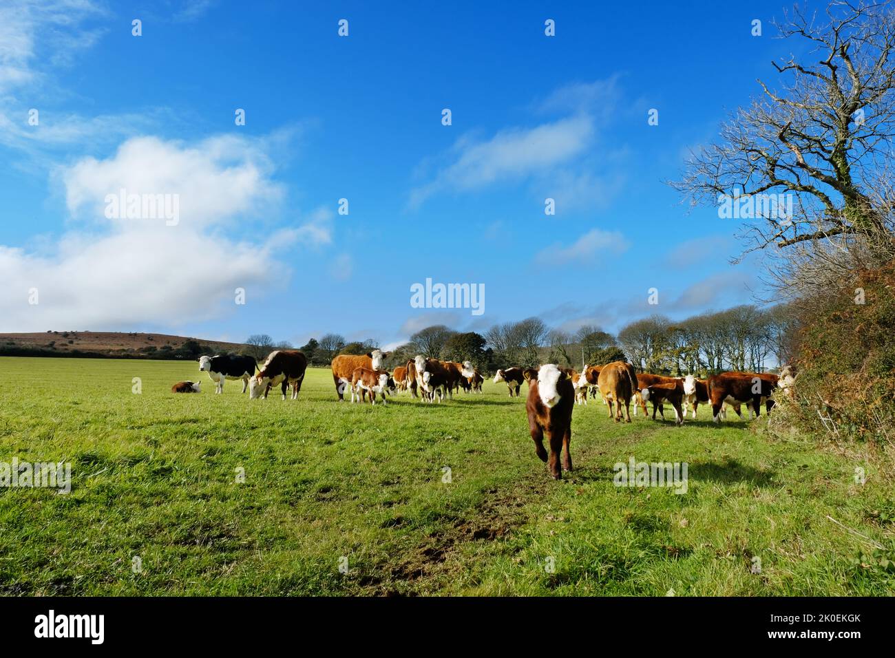 Herd of beef cattle, Cornwall, UK - John Gollop Stock Photo