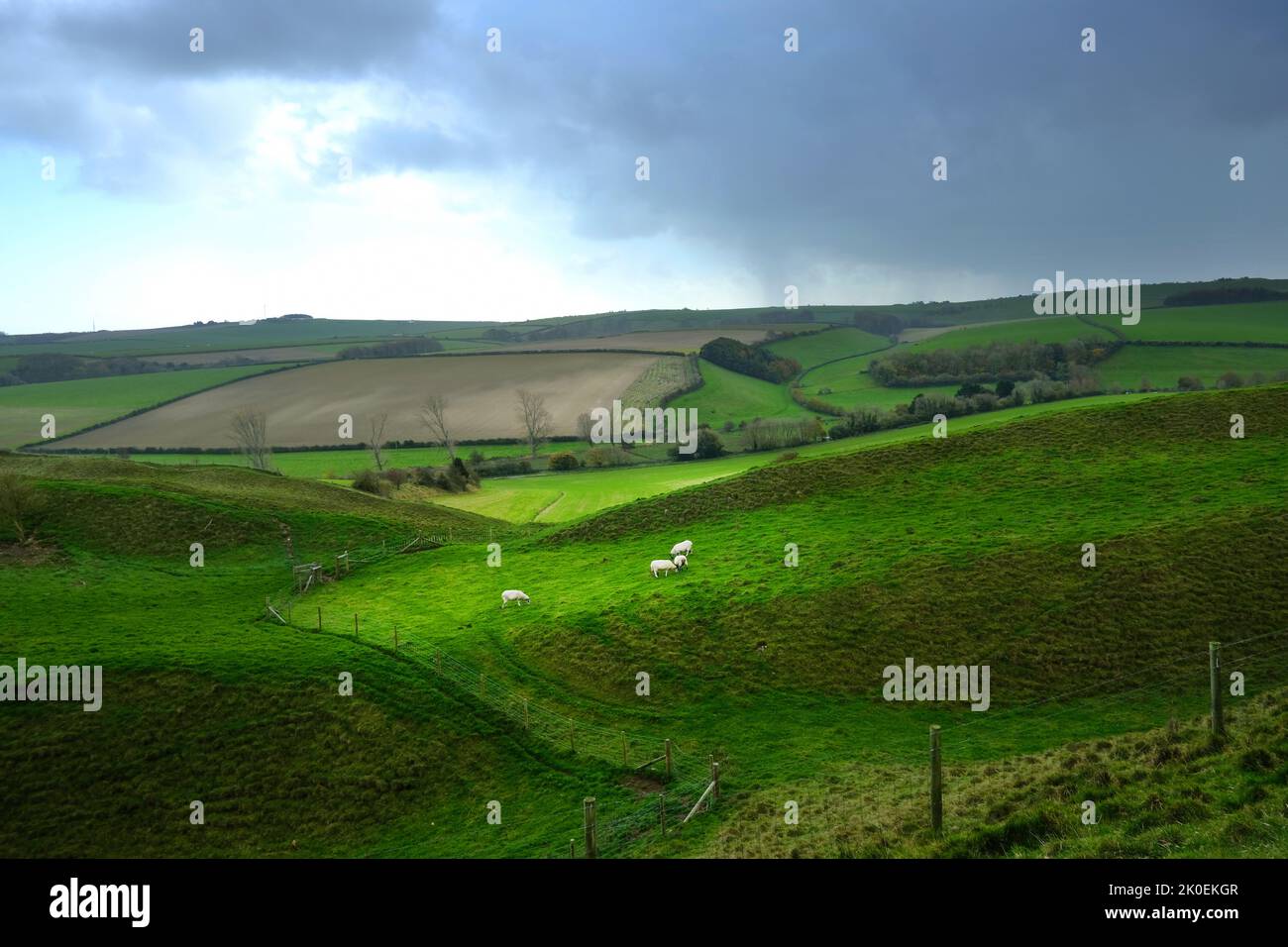 Sheep grazing in a Dorset field, UK - John Gollop Stock Photo