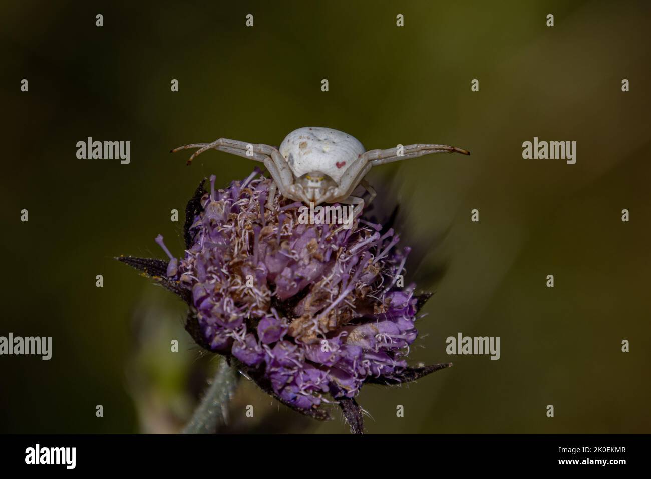 White crab spider waiting for prey on a flower, Misumena vatia Stock Photo
