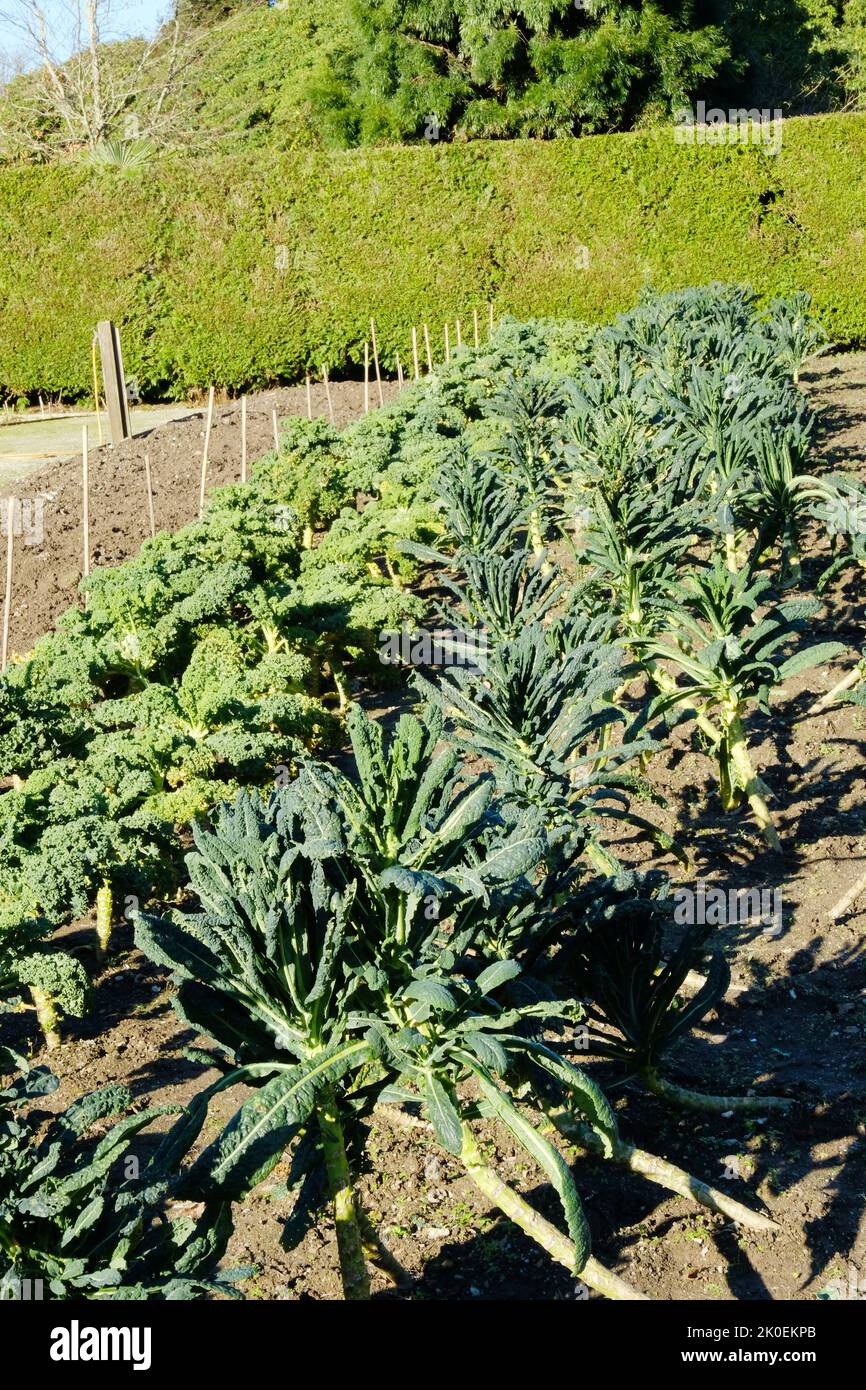Cavolo Nero and common kale growing in an allotment John Gollop Stock