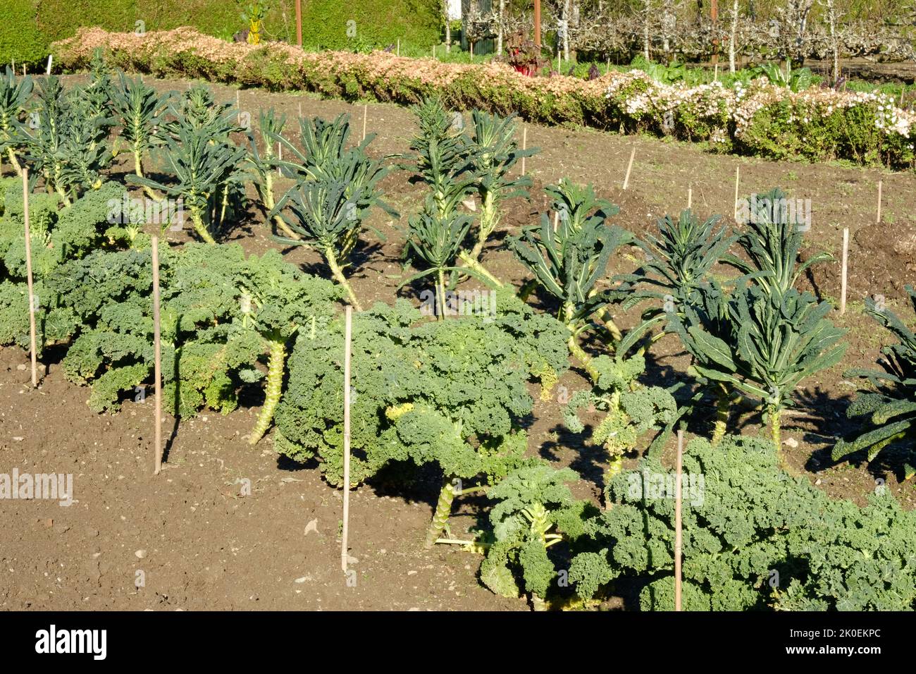 Cavolo Nero and common kale growing in an allotment John Gollop Stock