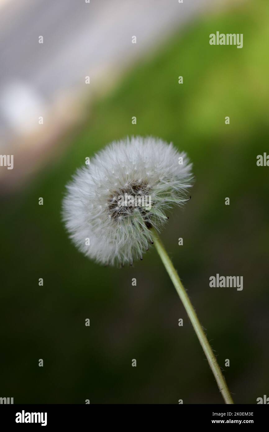 White flying seeds hi-res stock photography and images - Alamy
