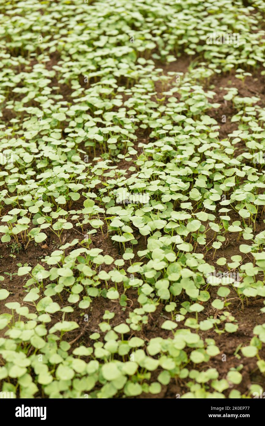Young buckwheat plants in a garden as green manure and cover crop. Stock Photo