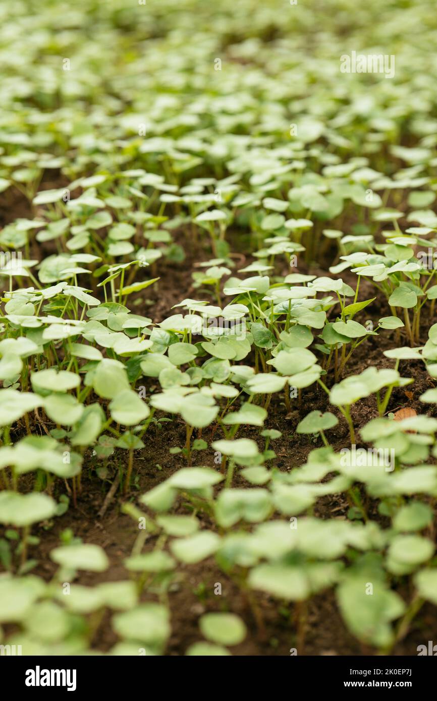 Young buckwheat plants in a garden as green manure and cover crop. Stock Photo