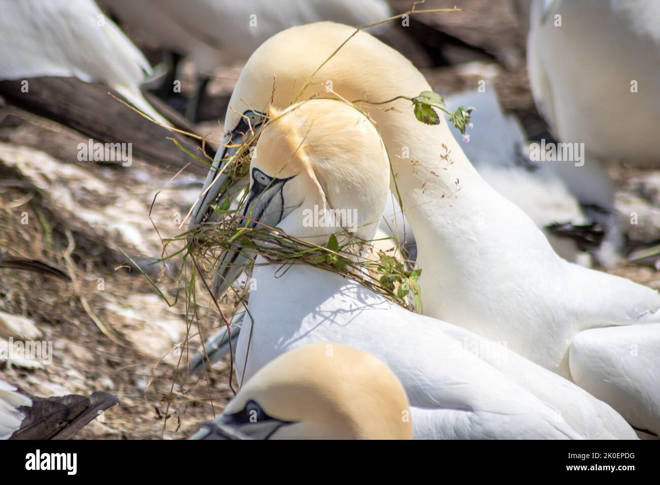 Northern Gannets bringing some herbs for the nest. Bonaventure Island, off the coast at Perce, Gaspe Peninsula, Quebec, Canada Stock Photo