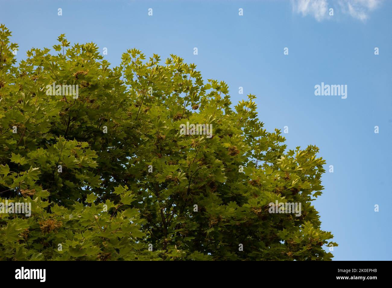Maple branches with green leaves against the sky Stock Photo