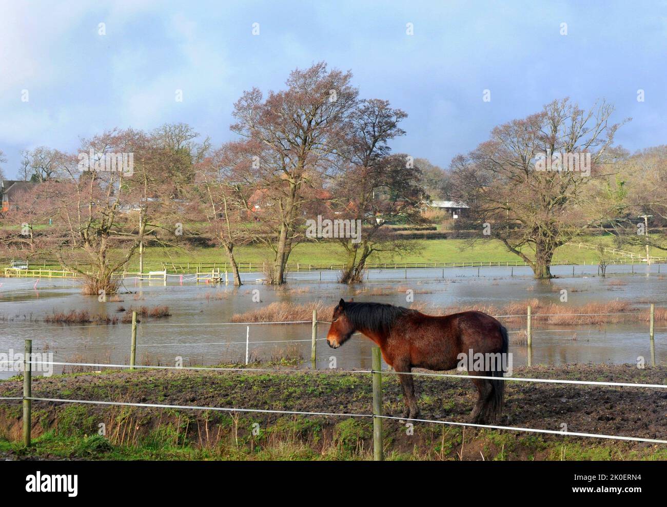 ITS PADDOCK NEARLY GONE. A HORSE AT TITCHFIELD WATCHES AS THE FLOOD ...
