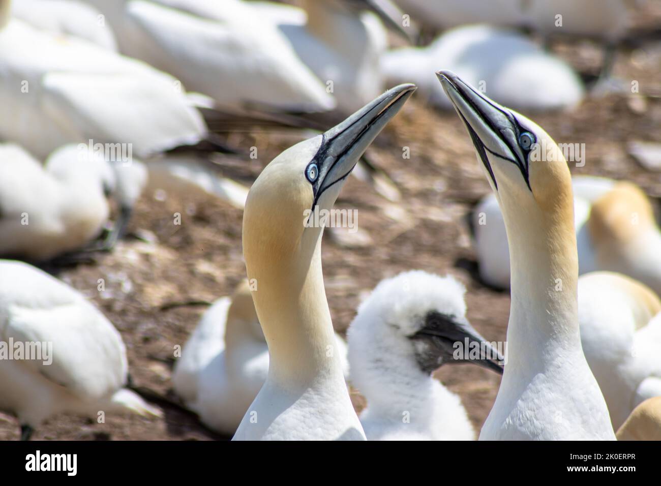 Northern Gannets colony (Morus bassanus) on Bonaventure Island, off the coast at Perce, Gaspe Peninsula, Quebec, Canada. Two birds heads up and a baby Stock Photo
