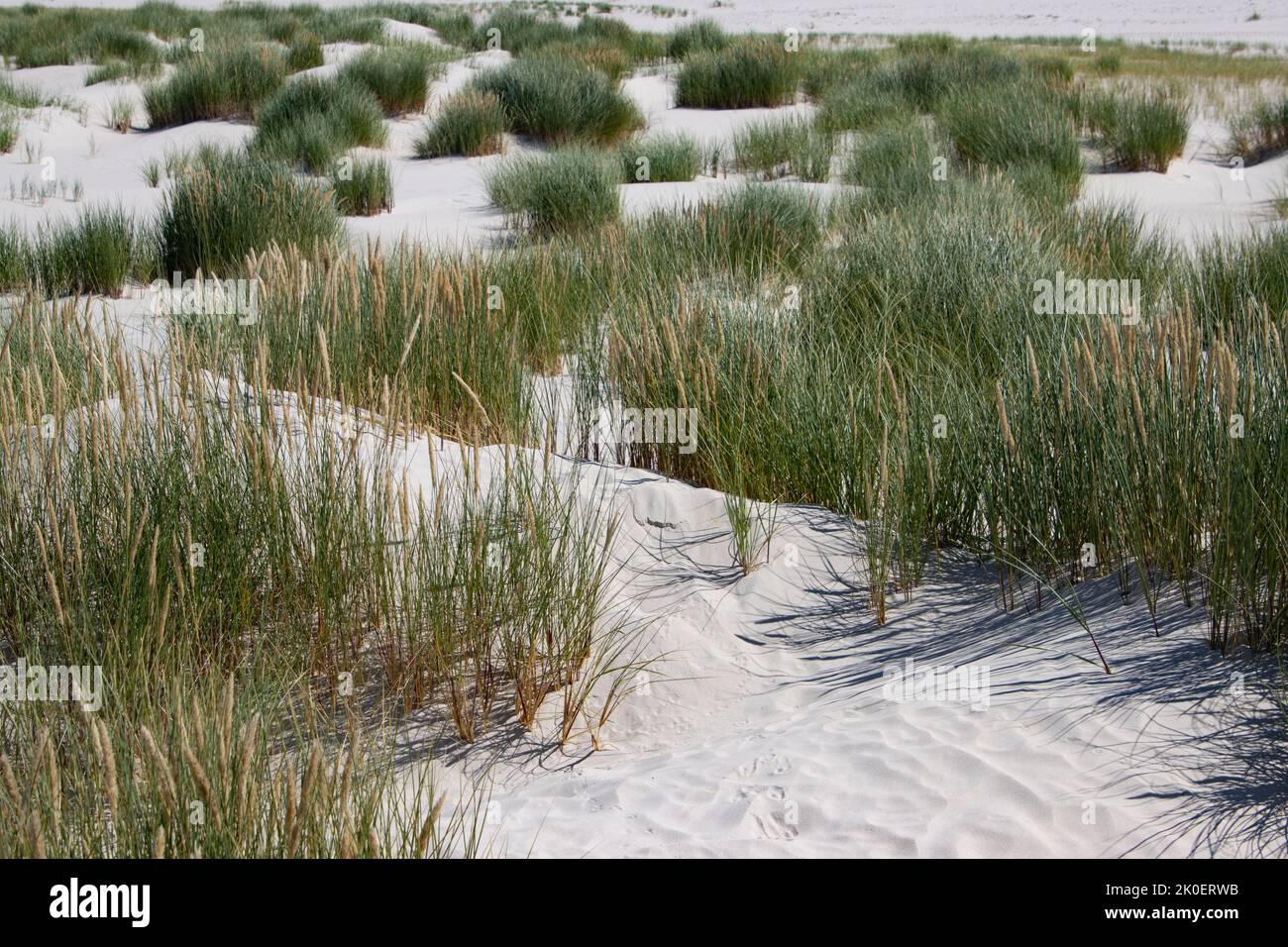Dune landscape on the island of Amrum Stock Photo