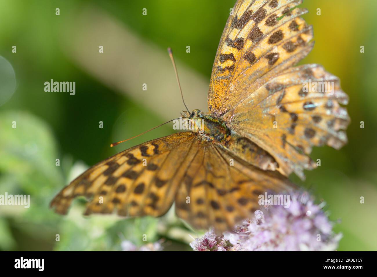 Macro of a orange butterfly on flower in the morning Stock Photo