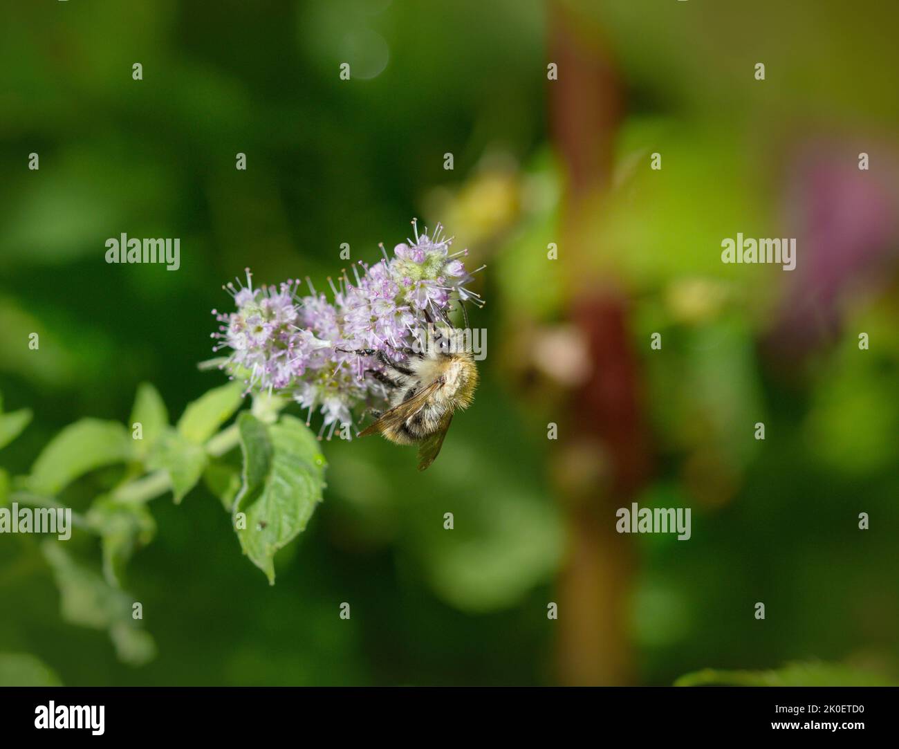 Macro of a bee on a purple flower in the morning Stock Photo