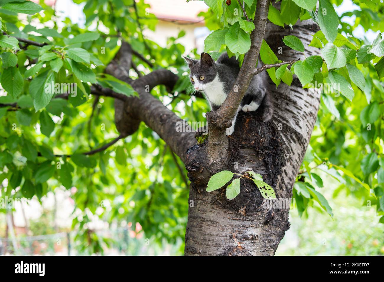 A little gray cat climbing and walking on the branches of the tree