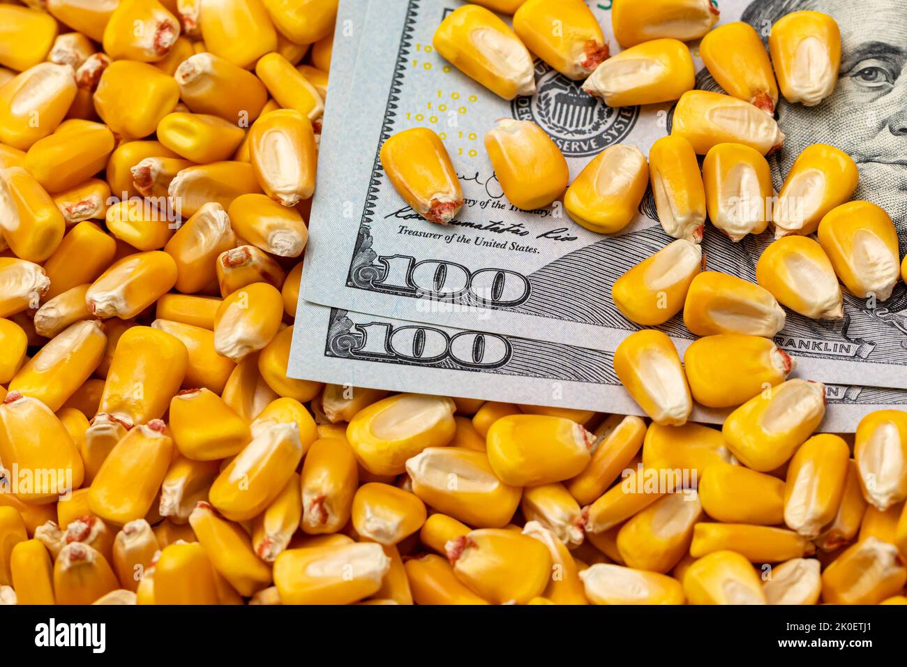 Corn kernels covering 100 dollar bills. corn price and commodity market