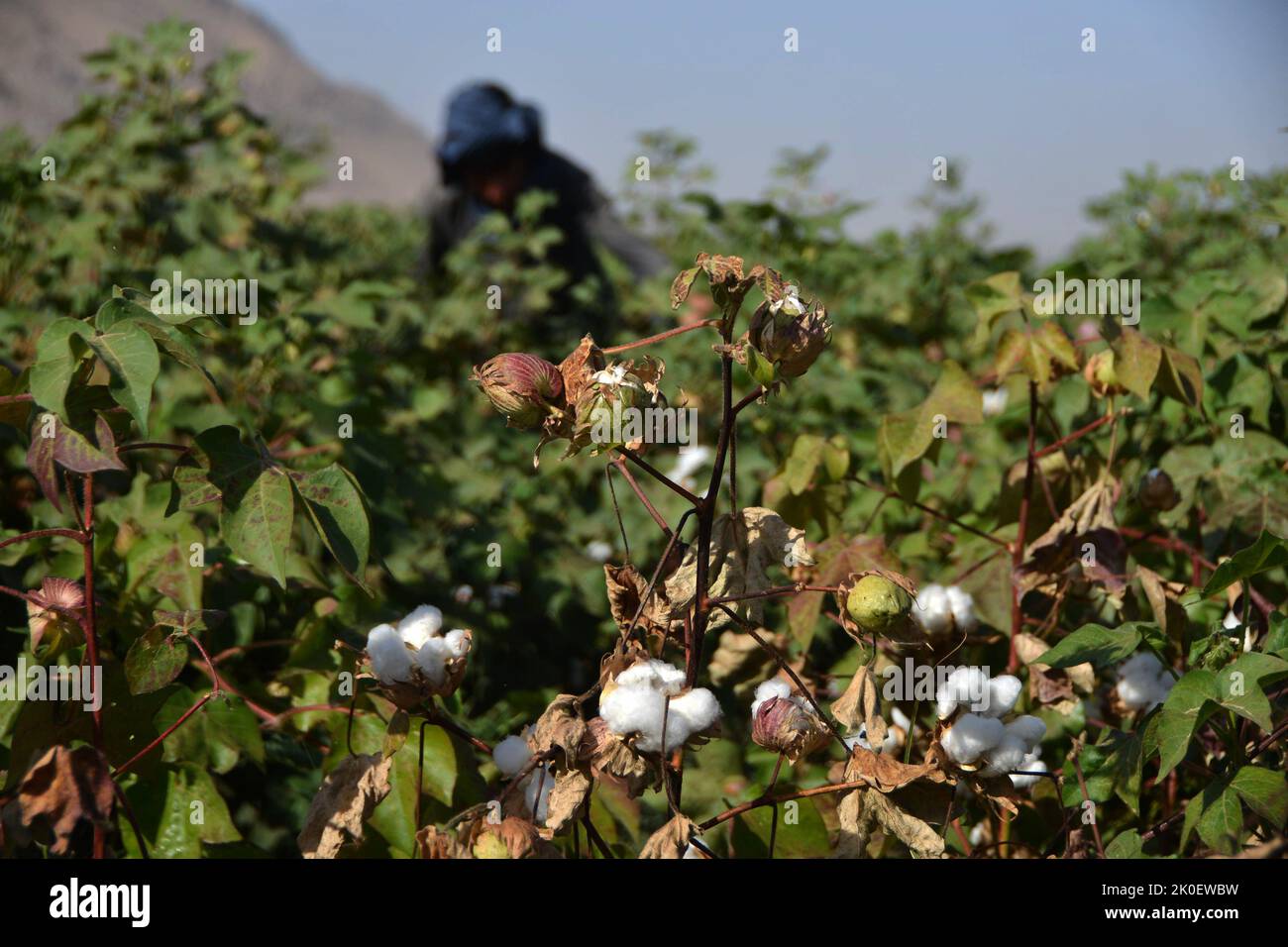 Kandahar, Afghanistan. 11th Sep, 2022. An Afghan farmer harvests cotton in Kandahar province, Afghanistan, Sept. 11, 2022. Credit: Sanaullah Seiam/Xinhua/Alamy Live News Stock Photo
