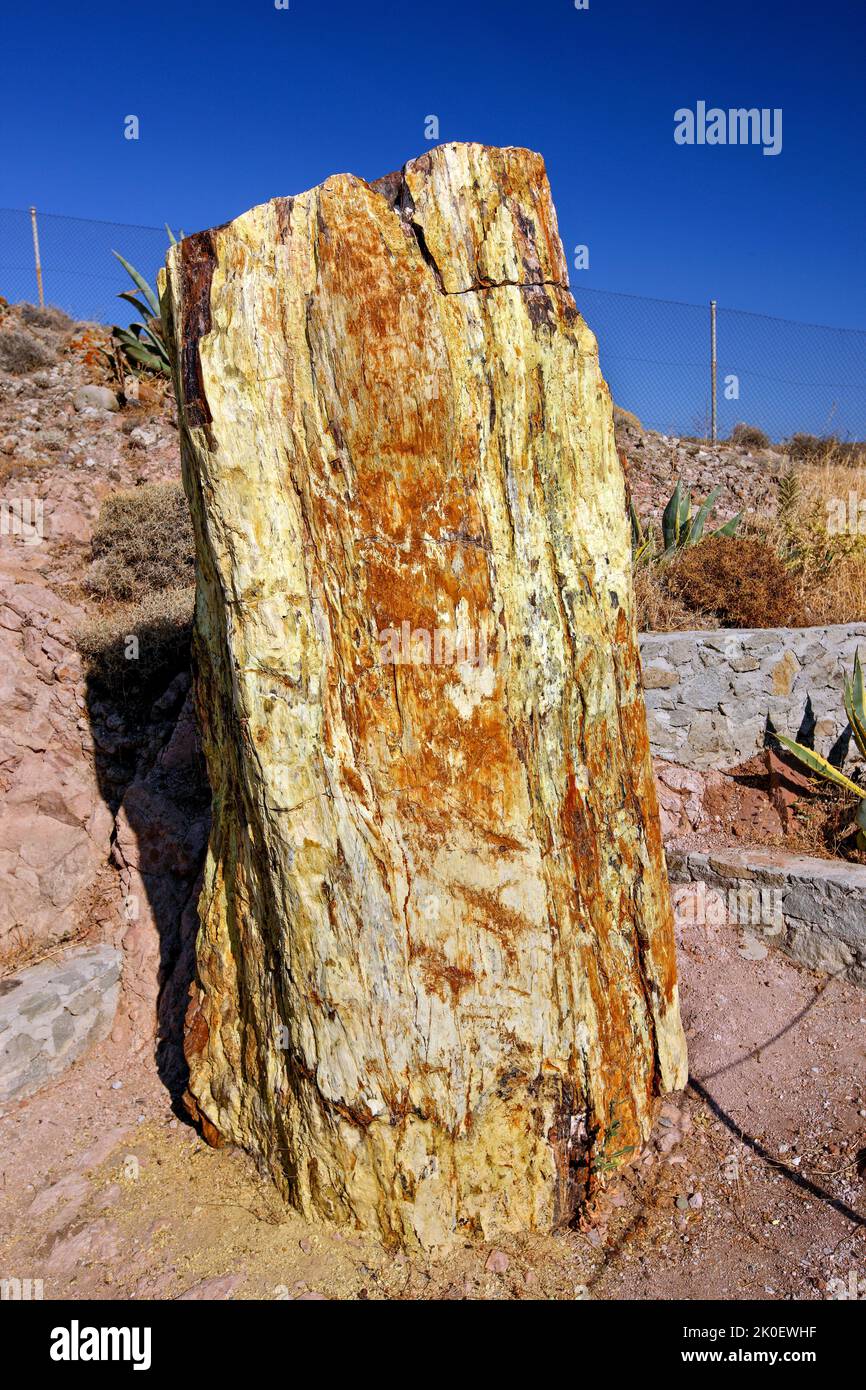Petrified tree at the Petrified Forest Park, near Sigri village, in Lesvos island, Greece, Europe. Stock Photo