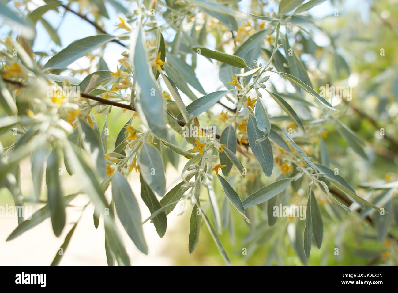 Elaeagnus commutata, the silverberry or wolfwillow, is a species of
