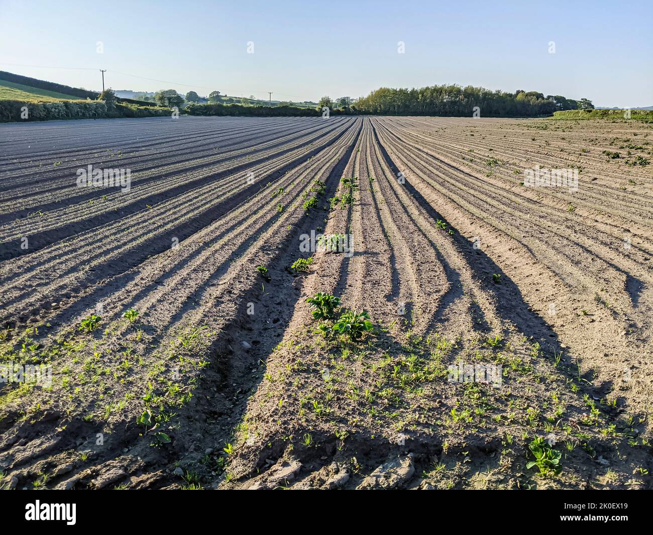 Furrows in a newly ploughed field which have been earthed up for growing potatoes. Stock Photo
