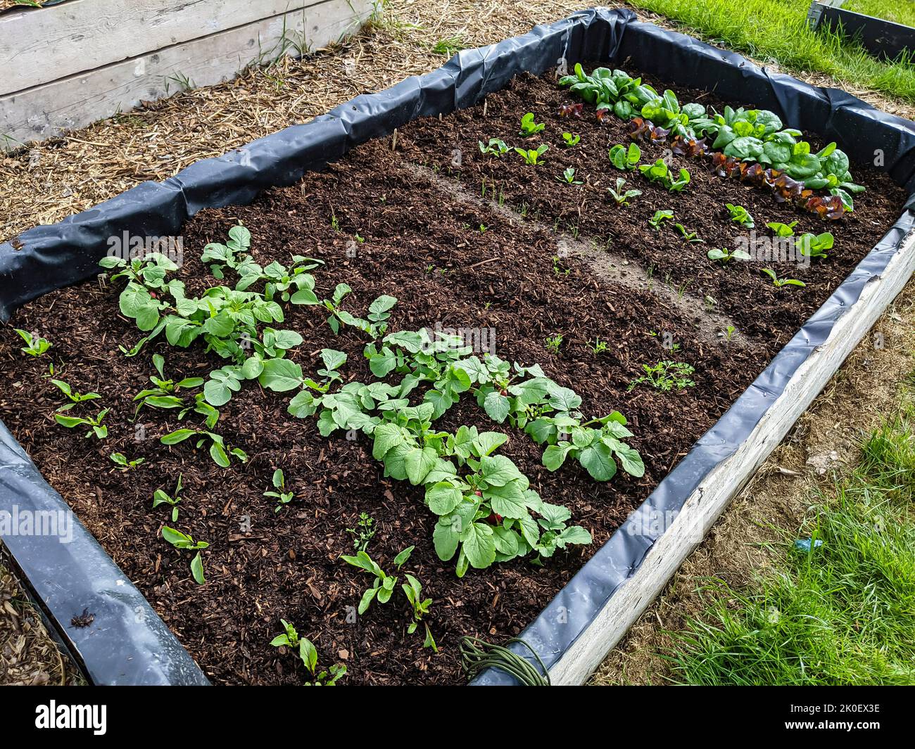 Raised bed in a garden with rows of vegetables including chard, spinach