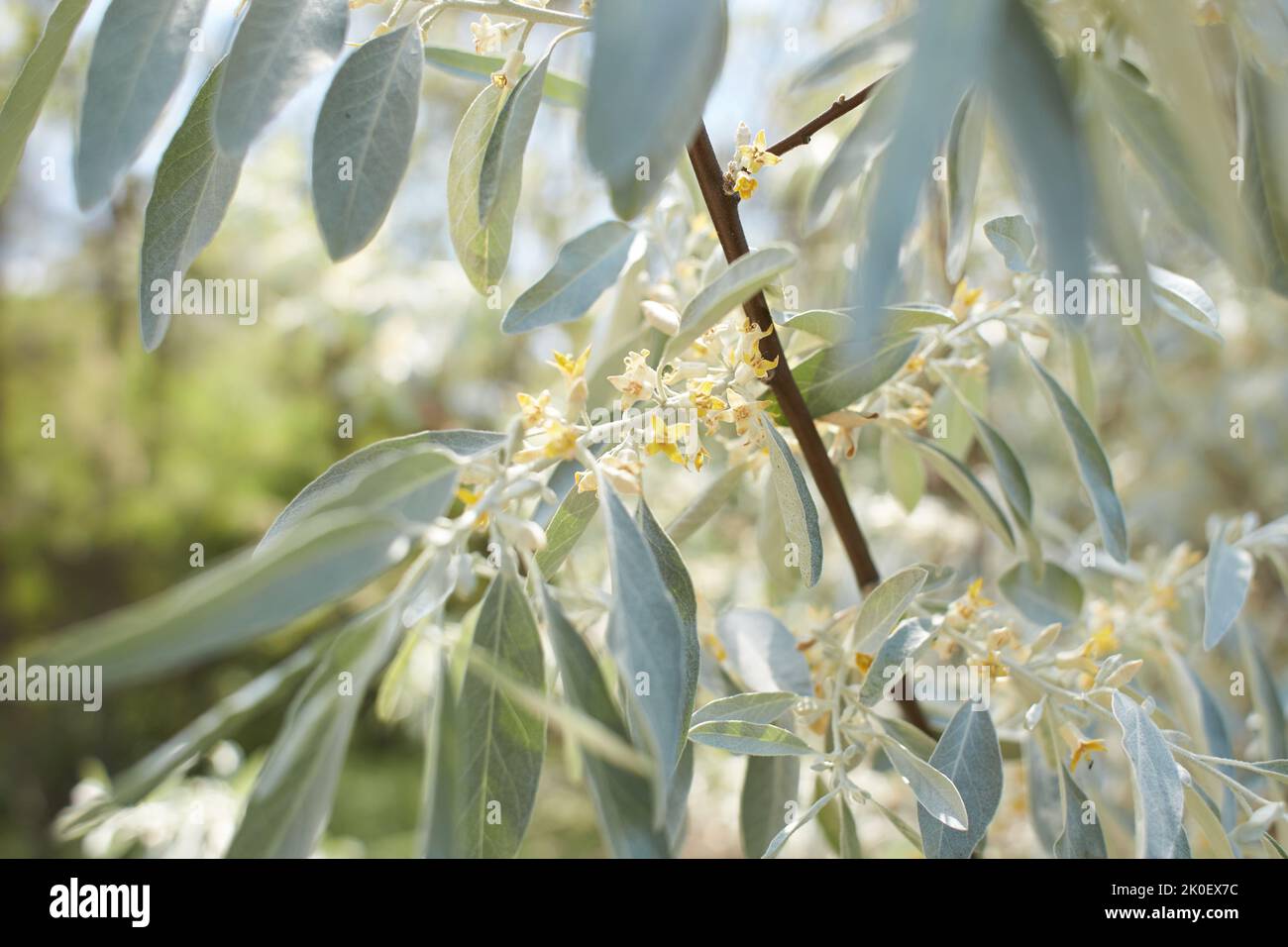 Elaeagnus commutata, the silverberry or wolf-willow, is a species of Elaeagnus. Spring flowering of the bush. Yellow flowers on the plant. Olive tree Stock Photo