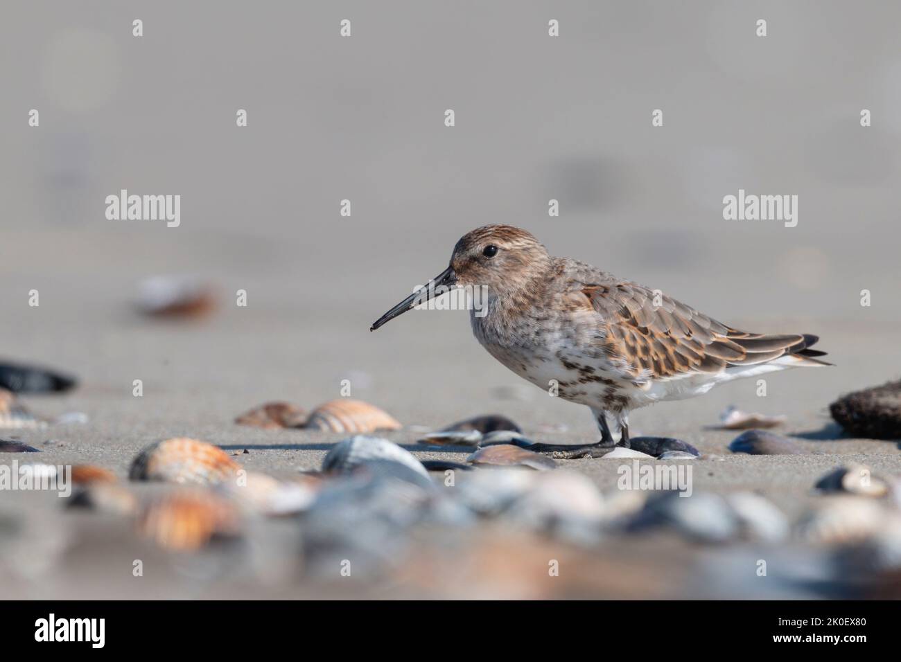 Waders or shorebirds, dunlin on the beach Stock Photo - Alamy