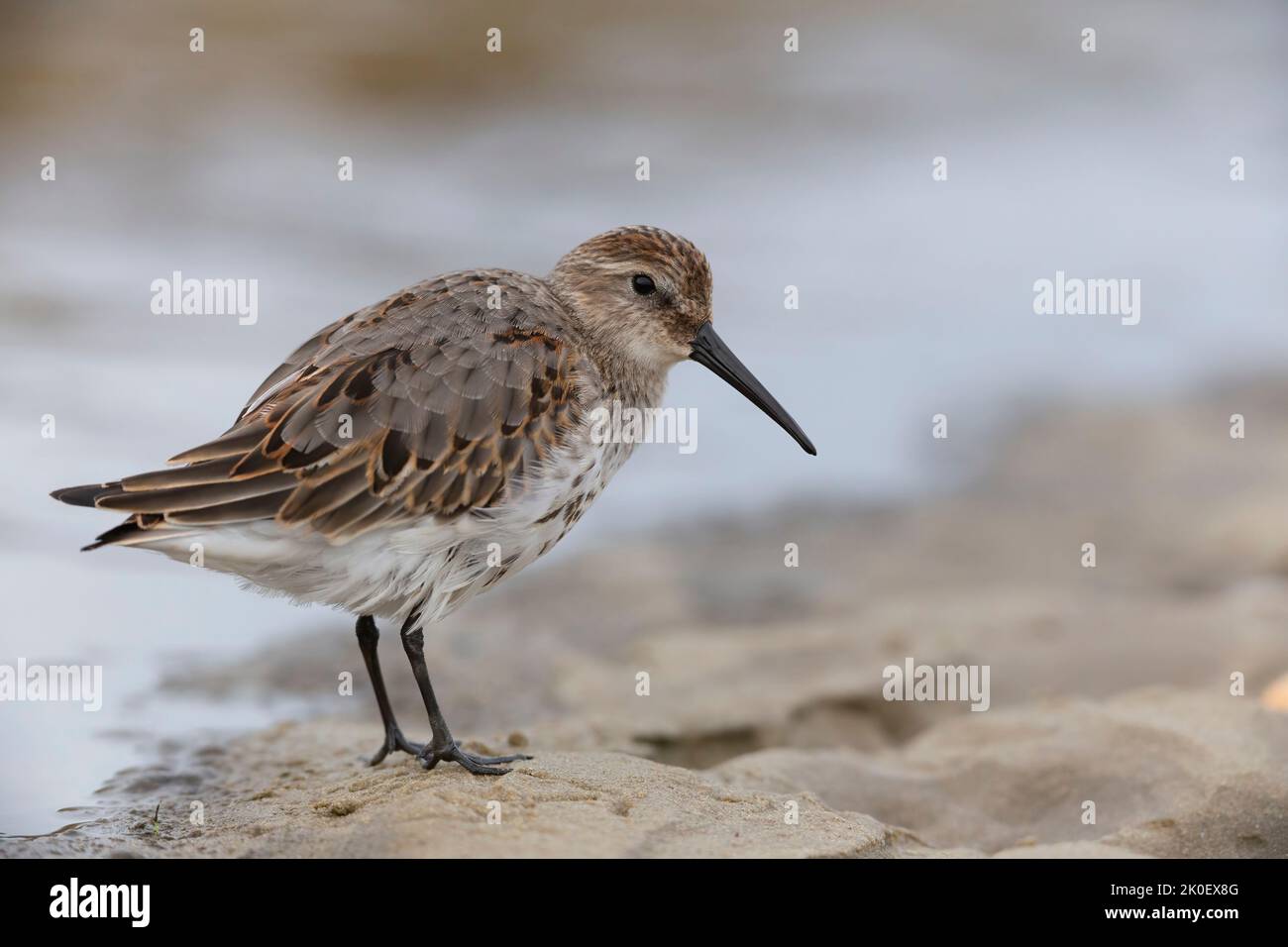 Waders or shorebirds, dunlin on the beach Stock Photo - Alamy