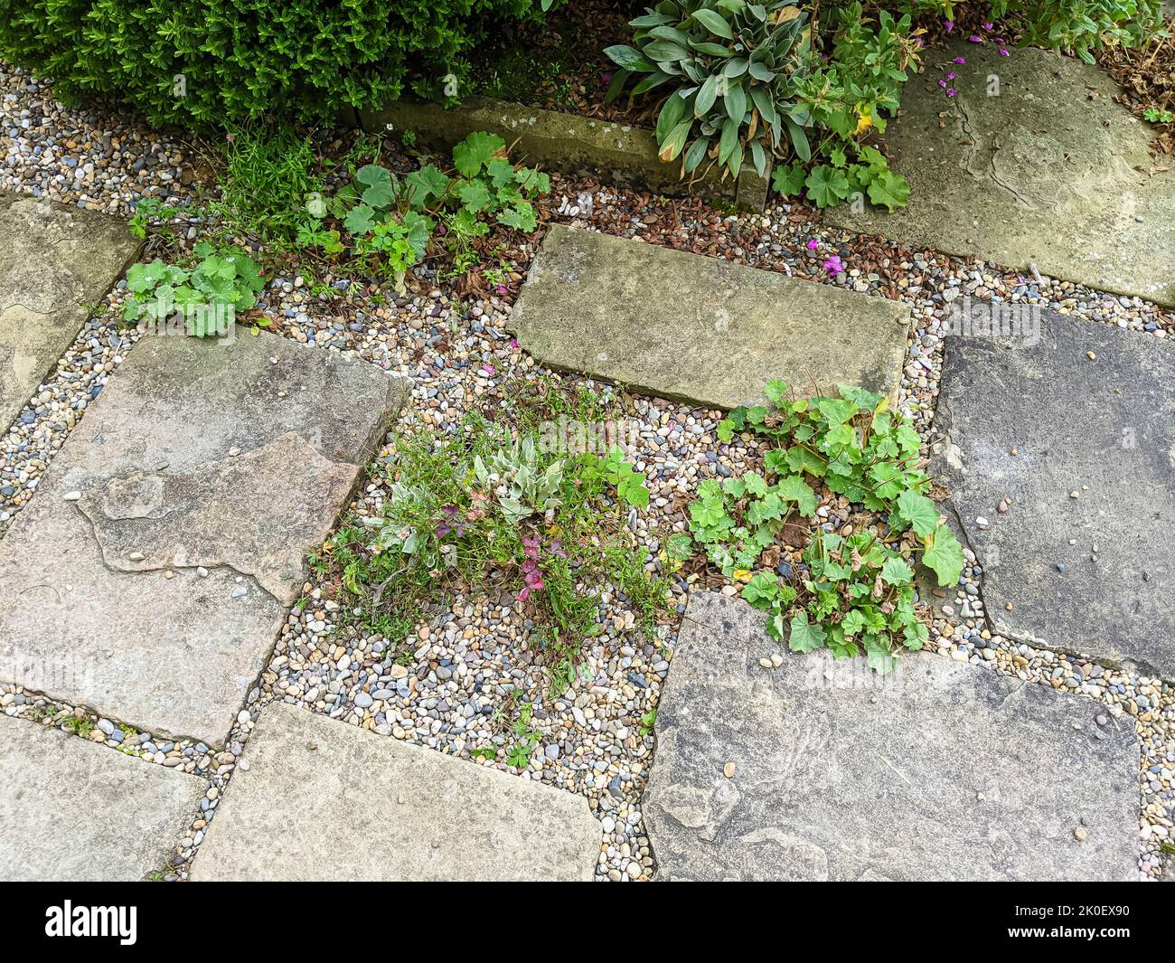 Plants growing between paving stones of different sizes laid on an old