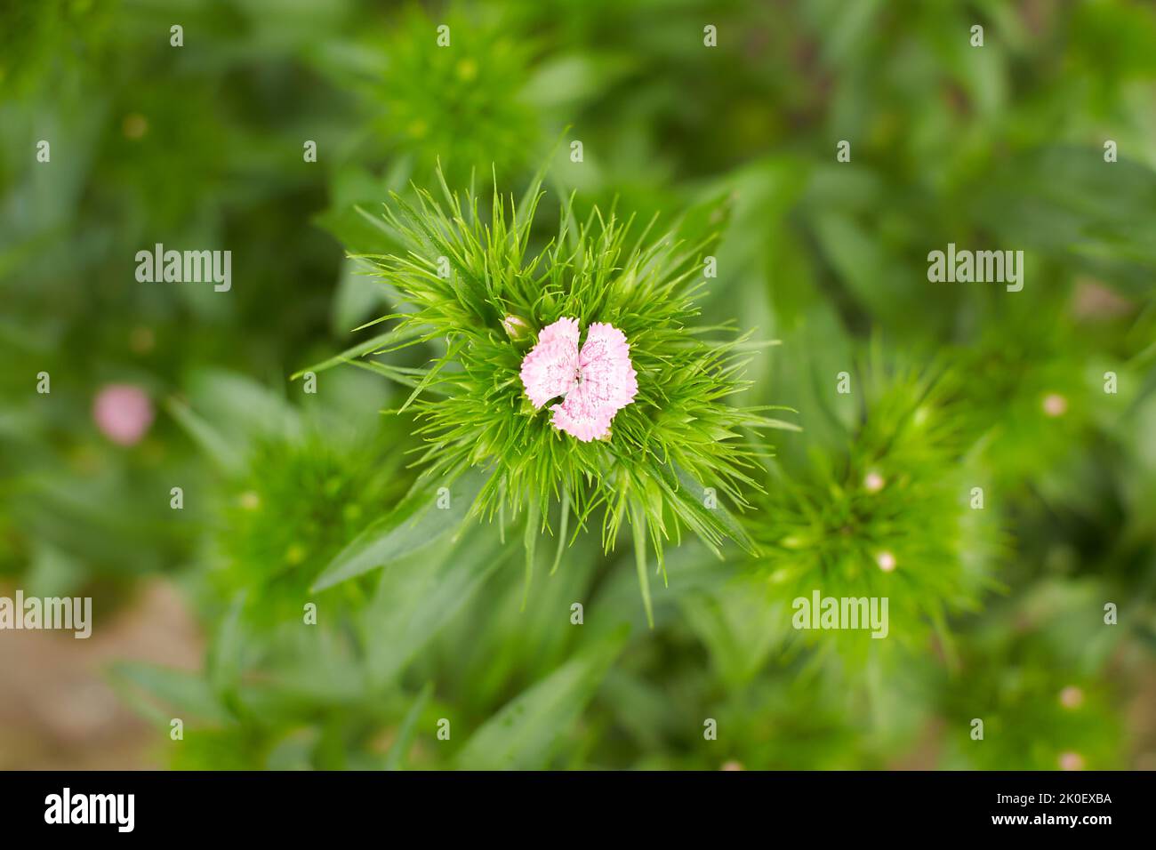 Dianthus barbatus flower. Pink magenta flower blossom in garden backyard. Perennial phlox growing in a sunny garden. Dianthus barbatus flower. Stock Photo