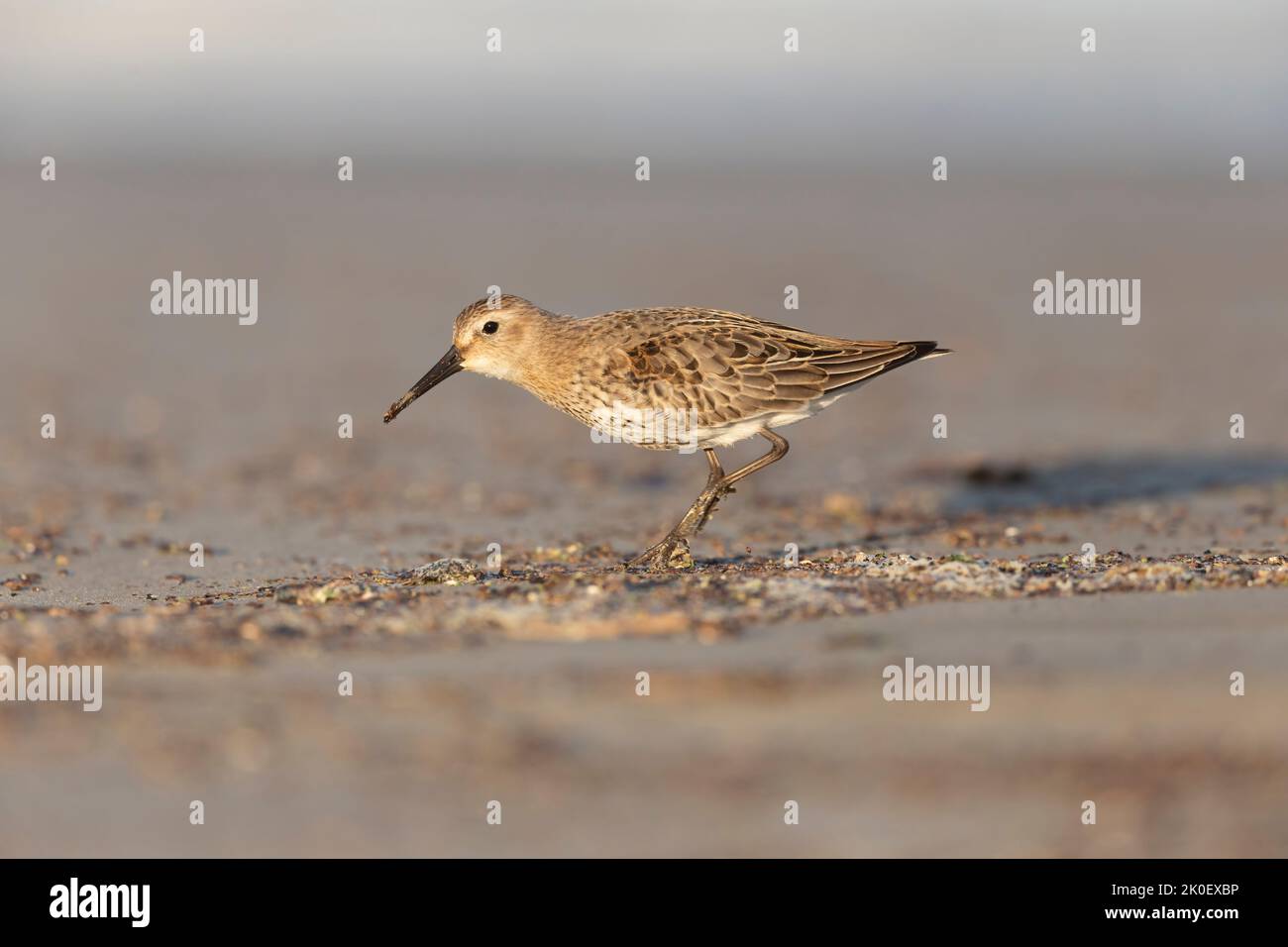 Waders or shorebirds, dunlin on the beach Stock Photo - Alamy