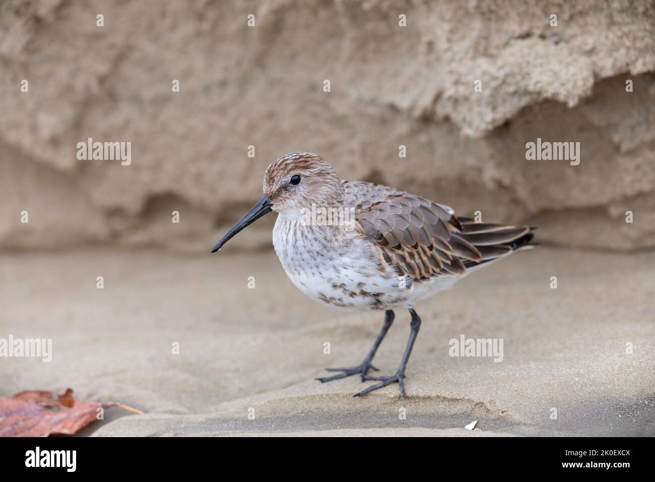 Waders or shorebirds, dunlin on the beach Stock Photo - Alamy