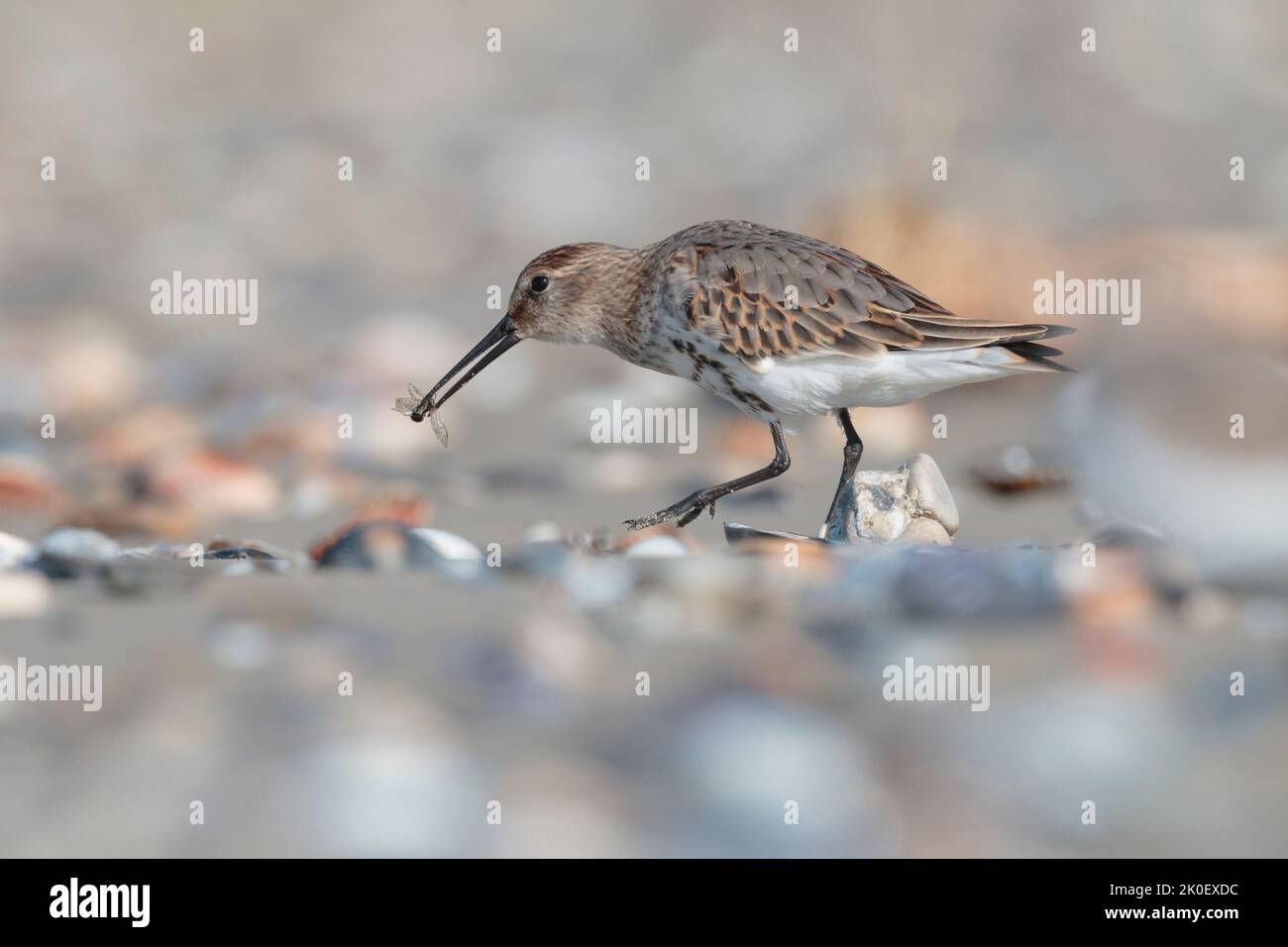 Waders or shorebirds, dunlin on the beach Stock Photo - Alamy