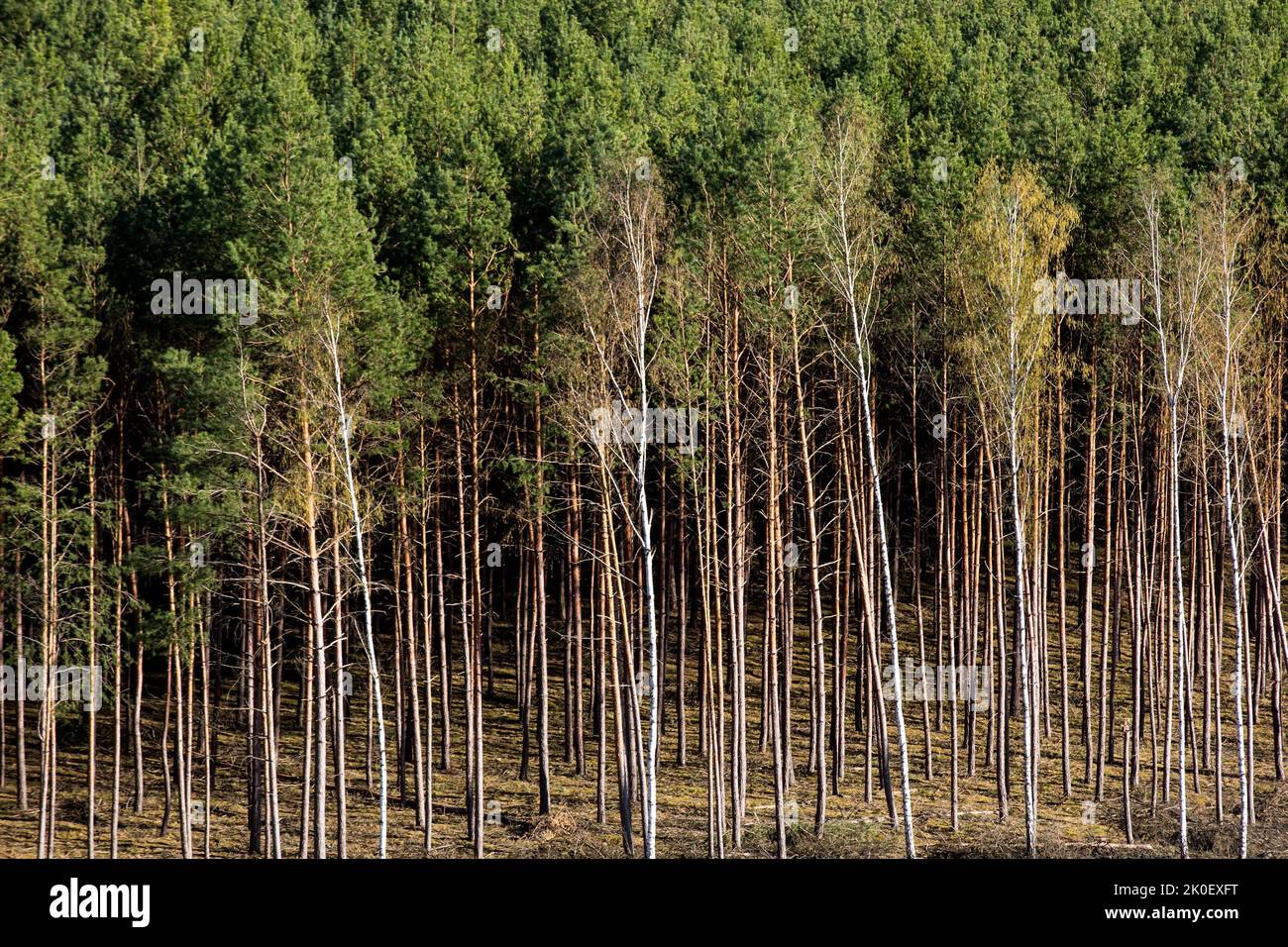 A view from the 'Joanna' viewing platform in Konotop village, Lubusz Voivodeship, Poland. Beautiful and lush pine forests create the landscape of the Slawskie Lake District. Slawskie Lake surrounded by pine forests is the largest reservoir in the Lubuskie Province. Captivating views make the Slawskie Lake area a popular tourist destination. Stock Photo