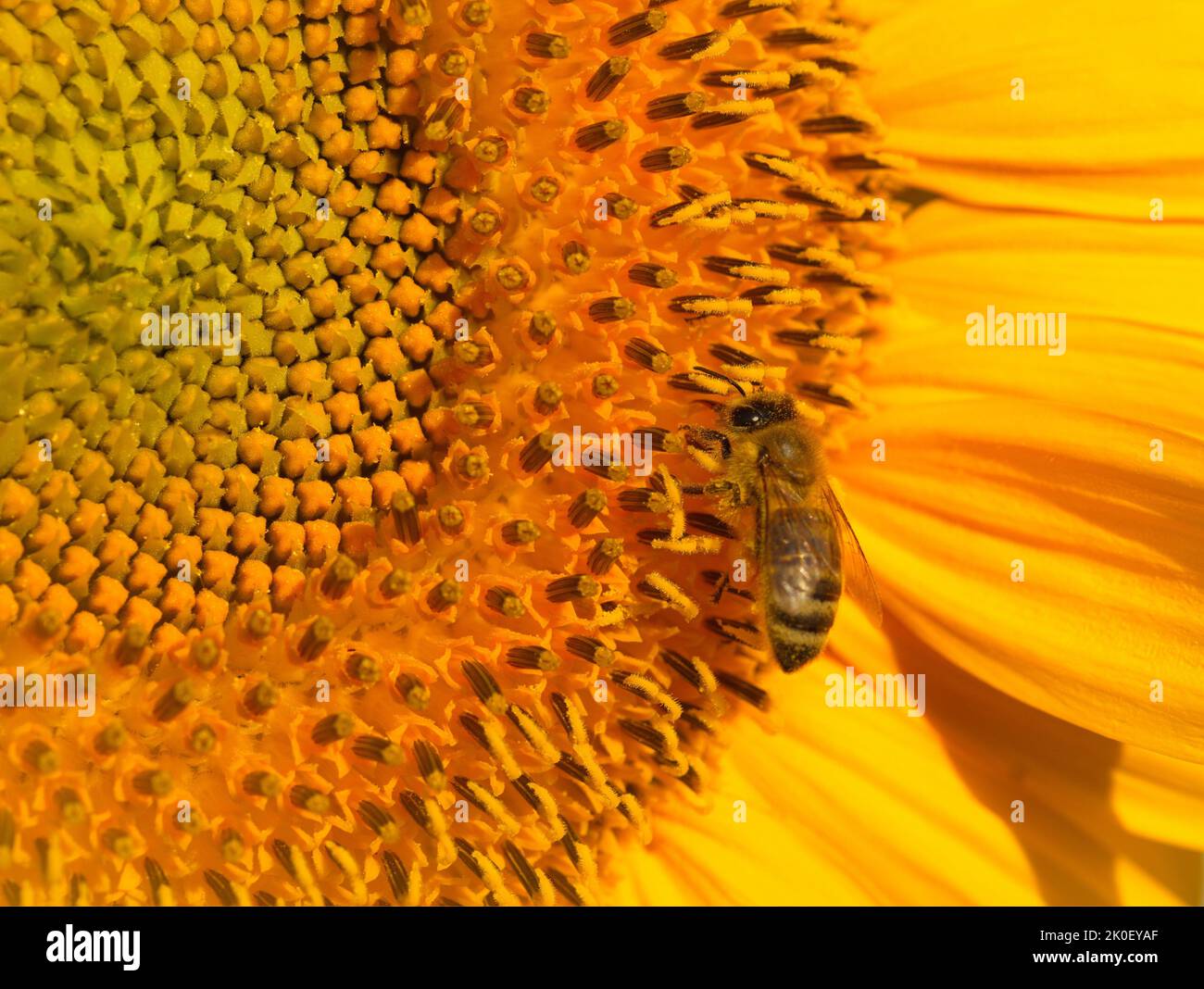 Macro of a honey bee on a sunflower Stock Photo