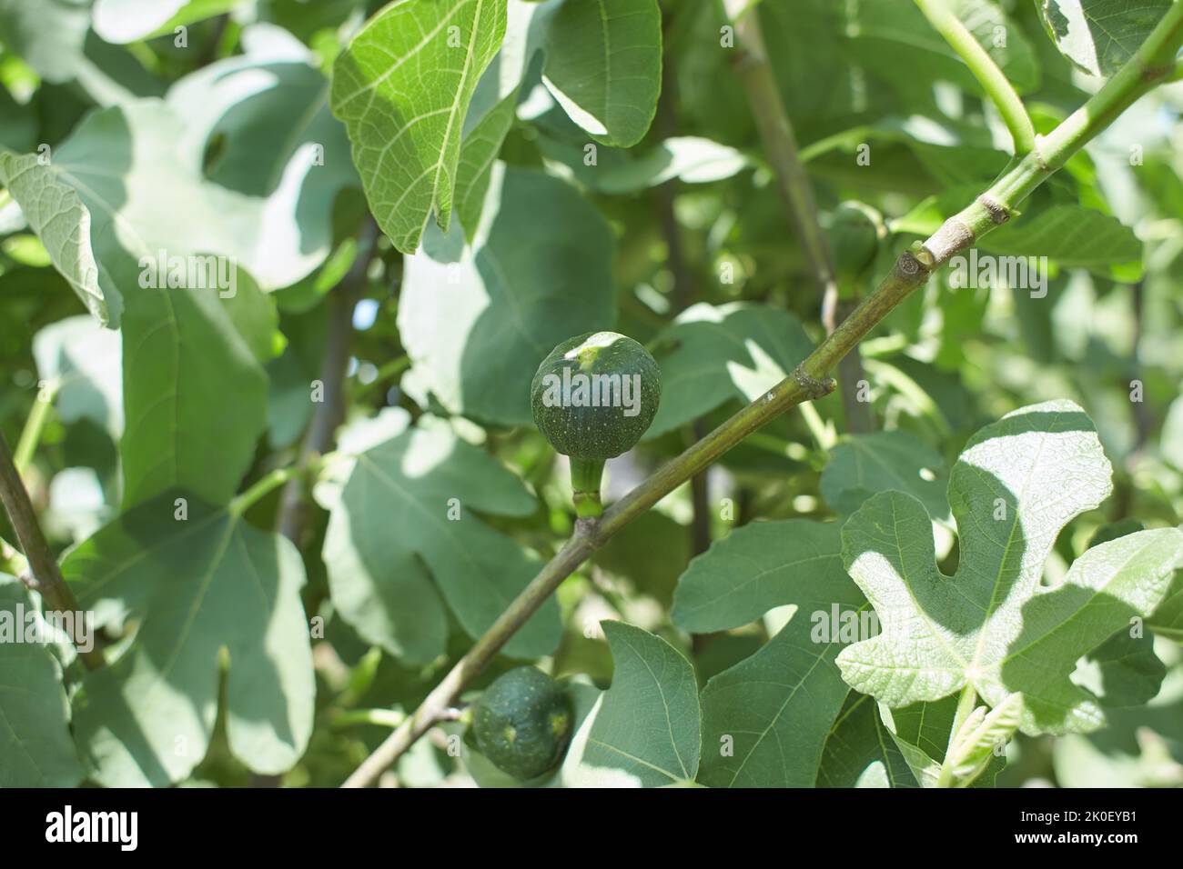 Green fig fruits grow hi-res stock photography and images - Alamy