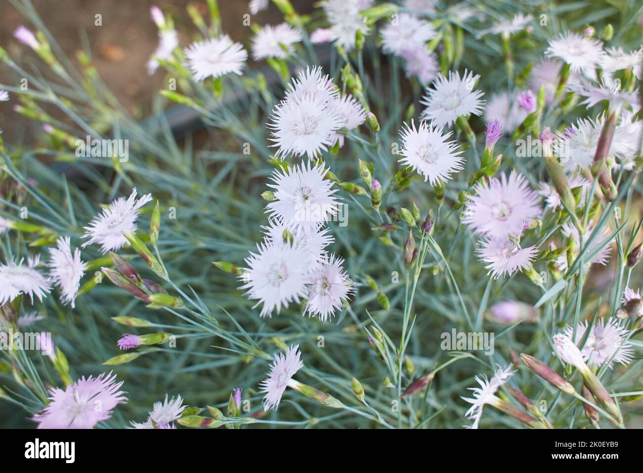 many small pale pink carnation flowers on a background of grey-green leaves. Pentecost carnation (Dianthus gratianopolitanus) Stock Photo