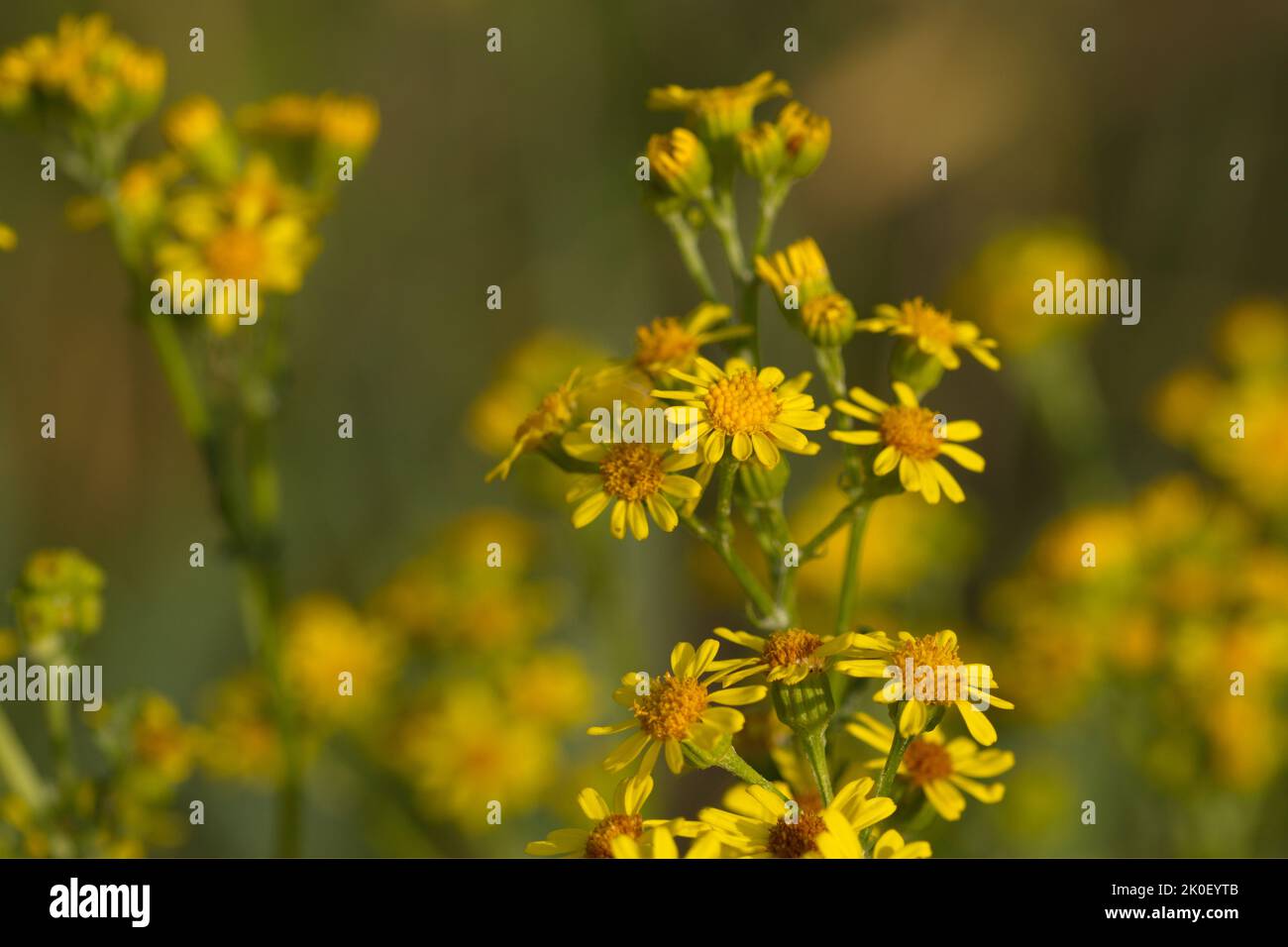Yellow wild flower in summer Stock Photo