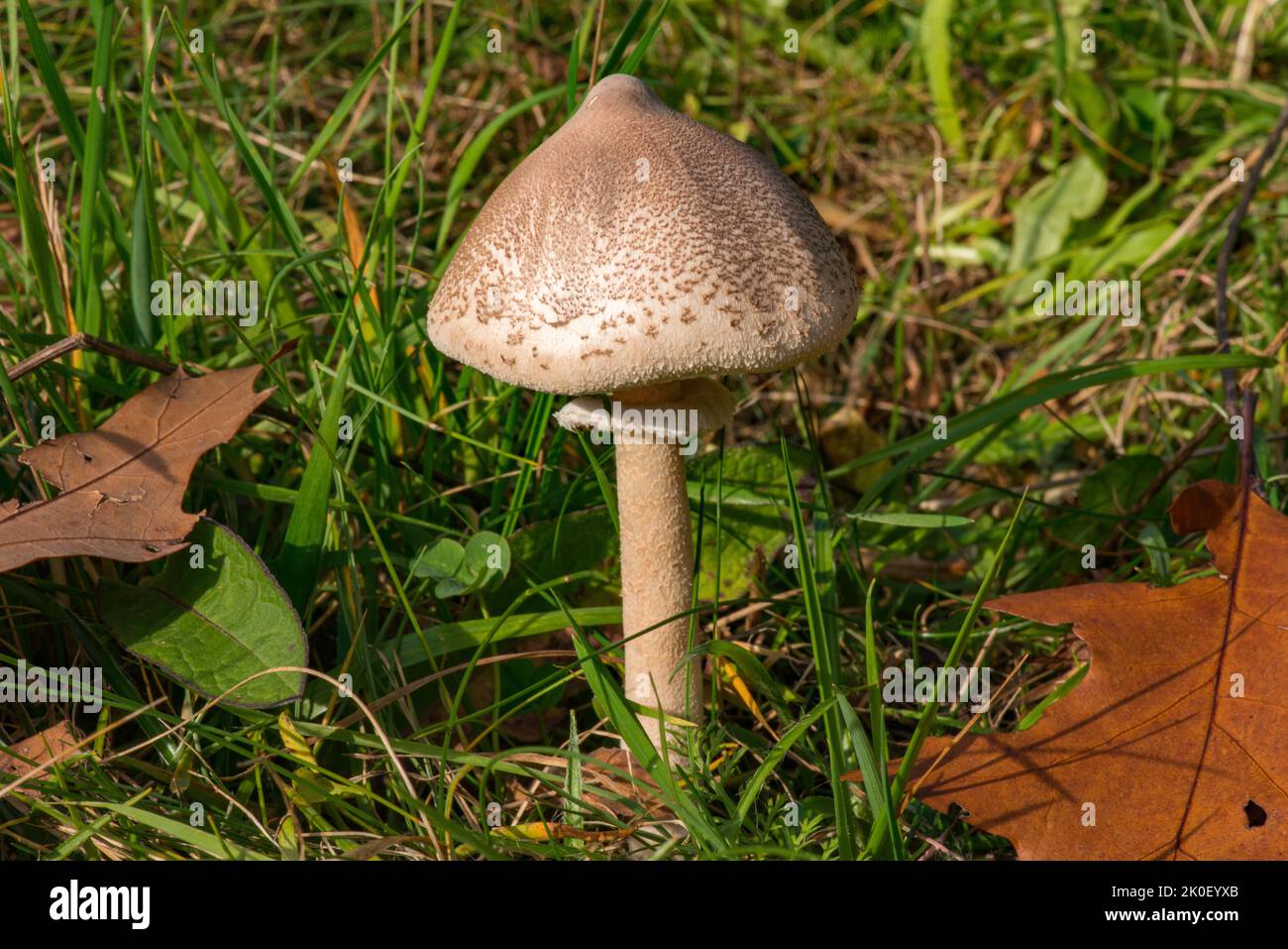 Macrolepiota procera, the parasol mushroom Stock Photo