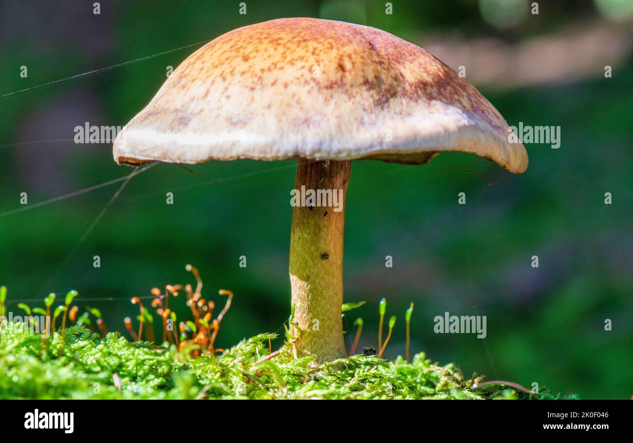 A cap of mushroom under the sun Stock Photo