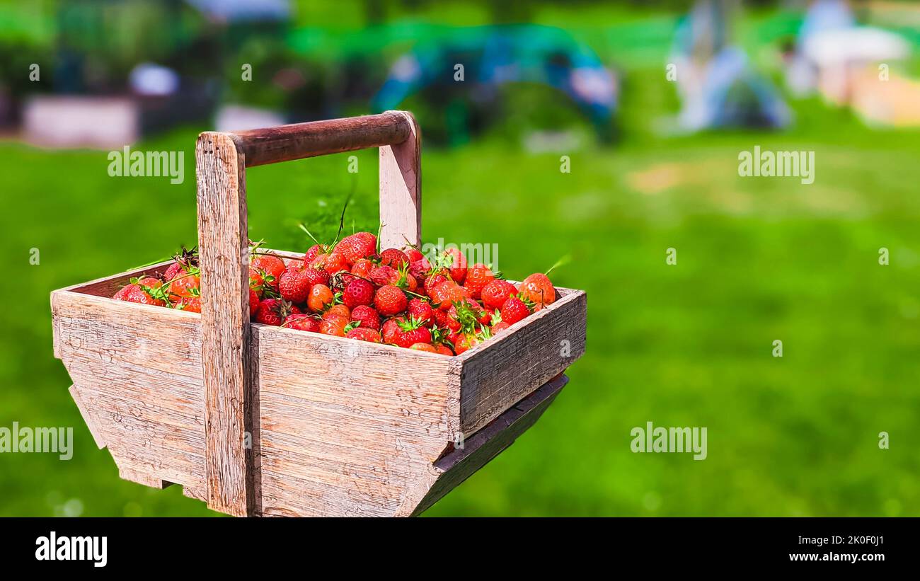 Basket of freshly picked strawberries in a market garden. Stock Photo