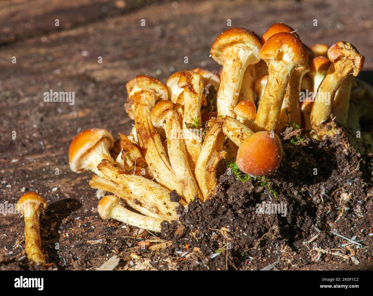 Cluster of mushrooms Stock Photo