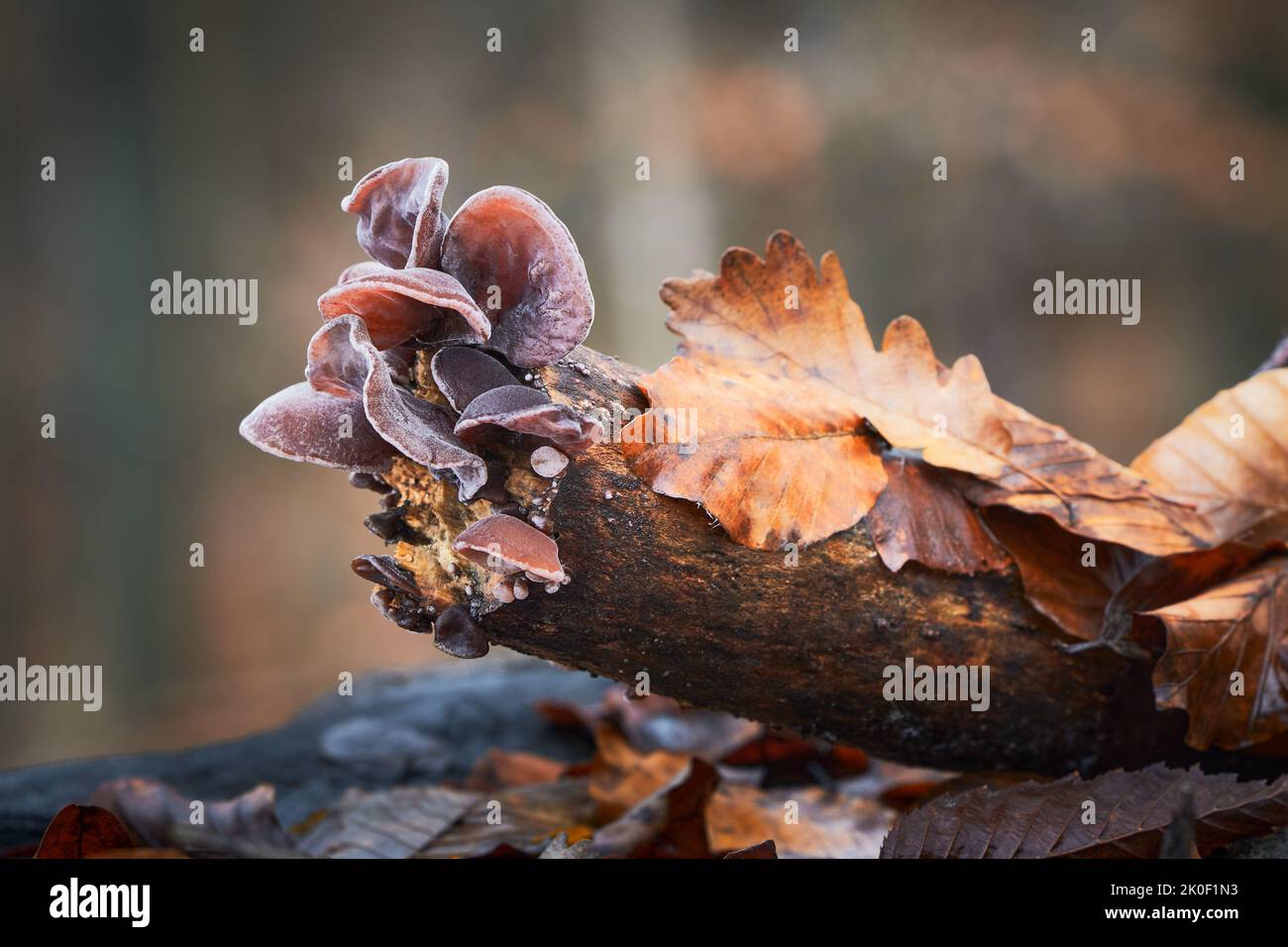 Auricularia auricula-judae - edible and healthy mushrooms known as Jews ear, Wood ear or Jelly ear. Slovakia. Stock Photo