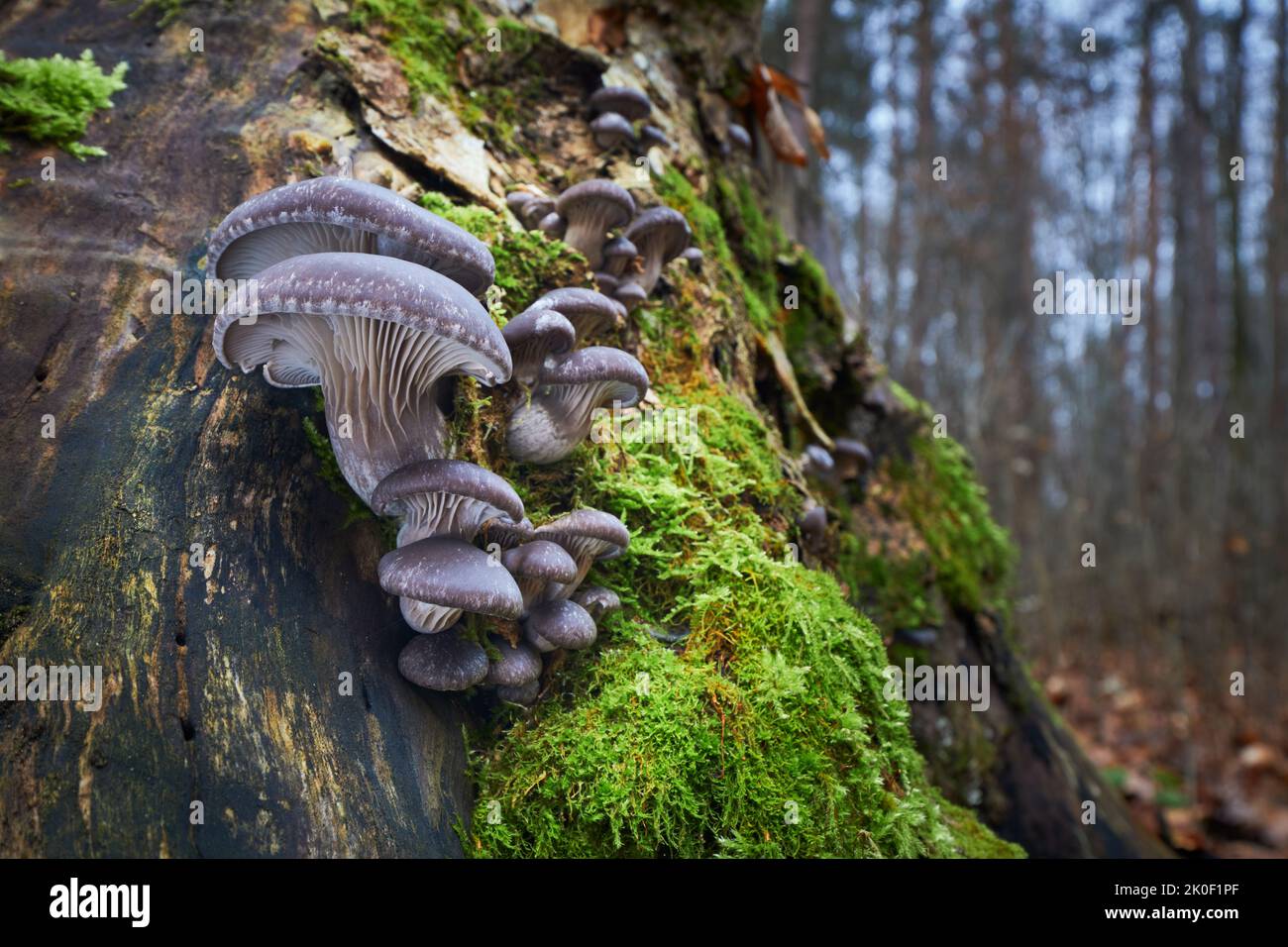 Edible mushrooms with excellent taste, Pleurotus ostreatus group of