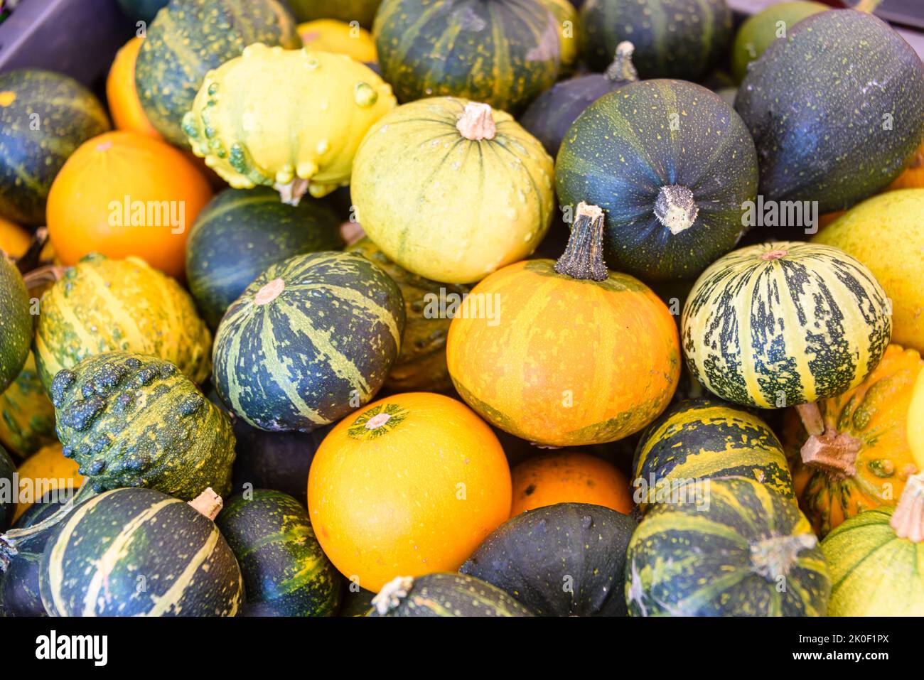Orange, green and yellow squash fruits on sale in a grocery shop. Stock Photo