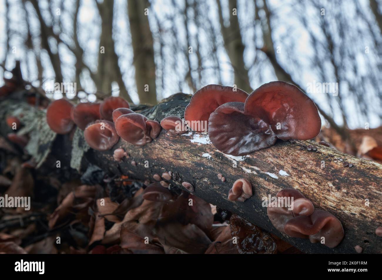 Katta yoshli, ortiqcha vaznli erkaklar bilan porno