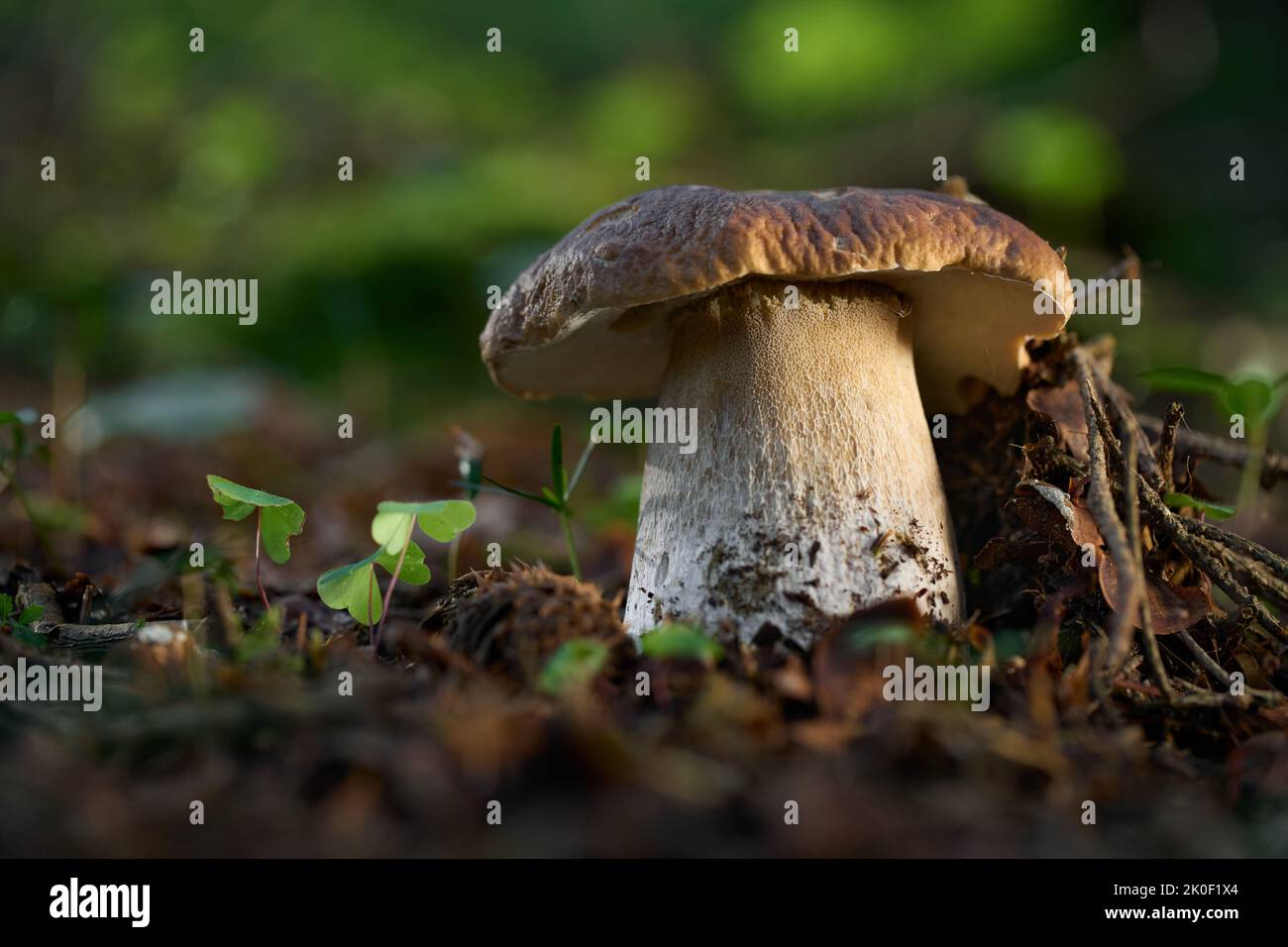 Boletus edulis edible mushroom. Boletus growing in the central Europe