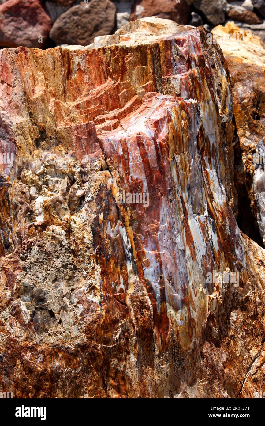 Colorful petrified trunk at the Petrified Forest of Sigri, in Lesvos island, Greece, Europe. Stock Photo