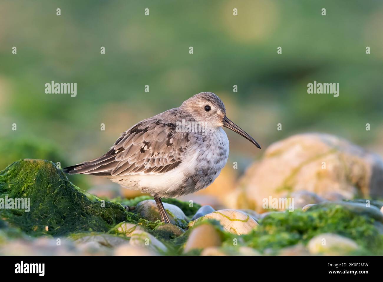 Waders or shorebirds dunlin in a wetland Stock Photo Alamy Waders or shorebirds dunlin in a wetland Stock Photo Alamy